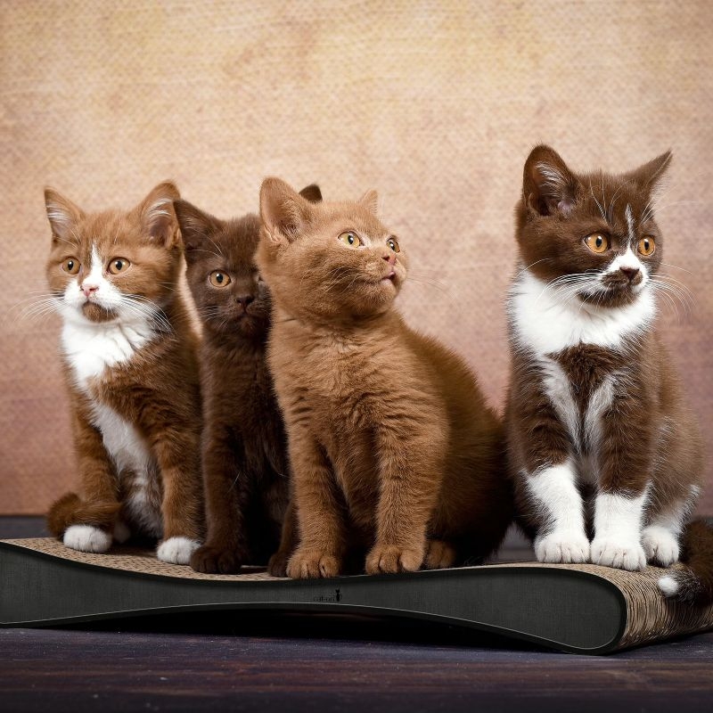 Mehrere kleine Katzen spielen und kratzen auf dem cat-on GRATTOIR JUNIOR Kratzbrett aus schwarzer Wellpappe