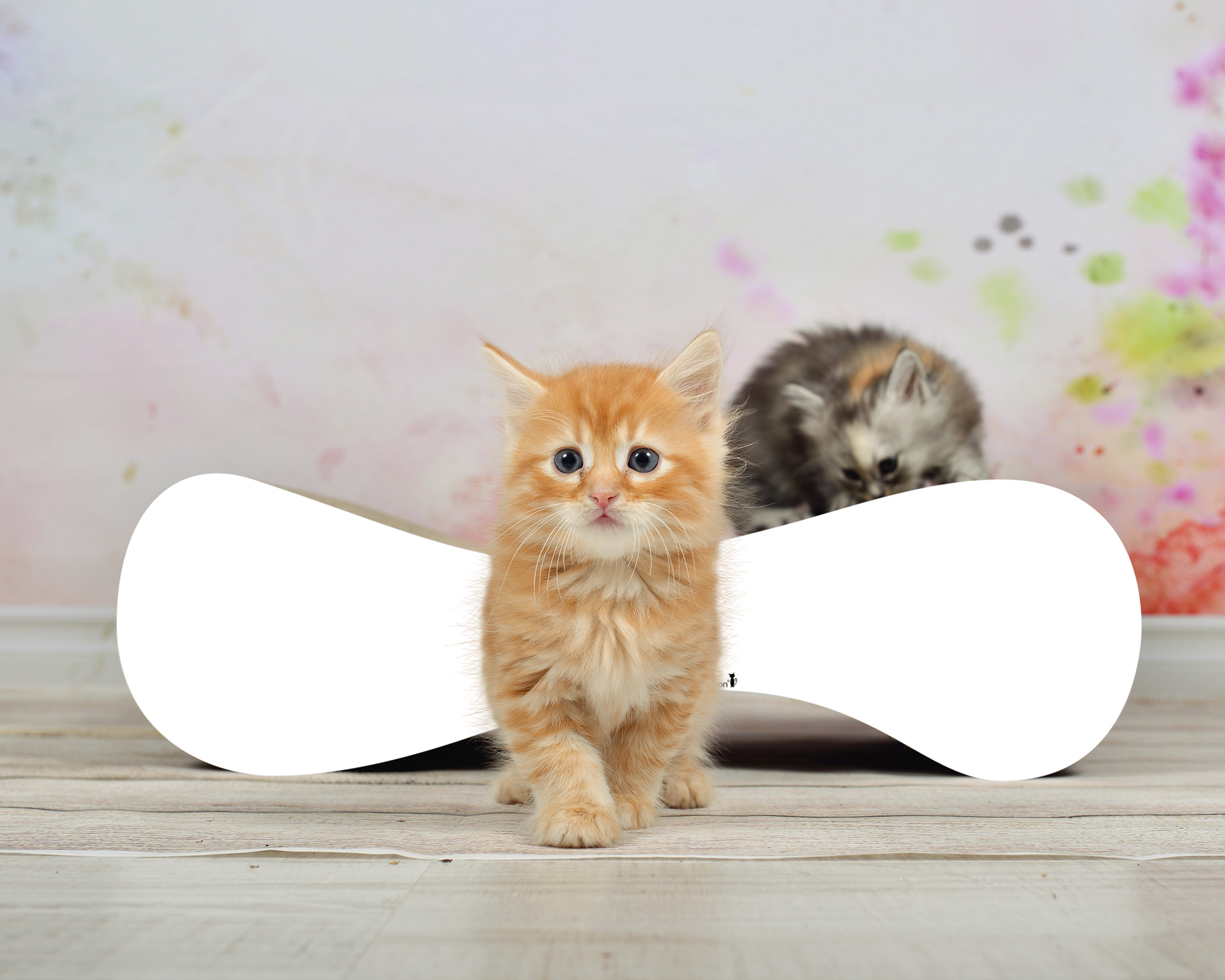 Katzensofa LE VER S in Weiß – modernes Kratzmöbel aus Wellpappe LE VER S Katzensofa in Weiß – hochwertiges Katzenmöbel und Liegeplatz aus Kratzpappe, handgefertigt in Deutschland