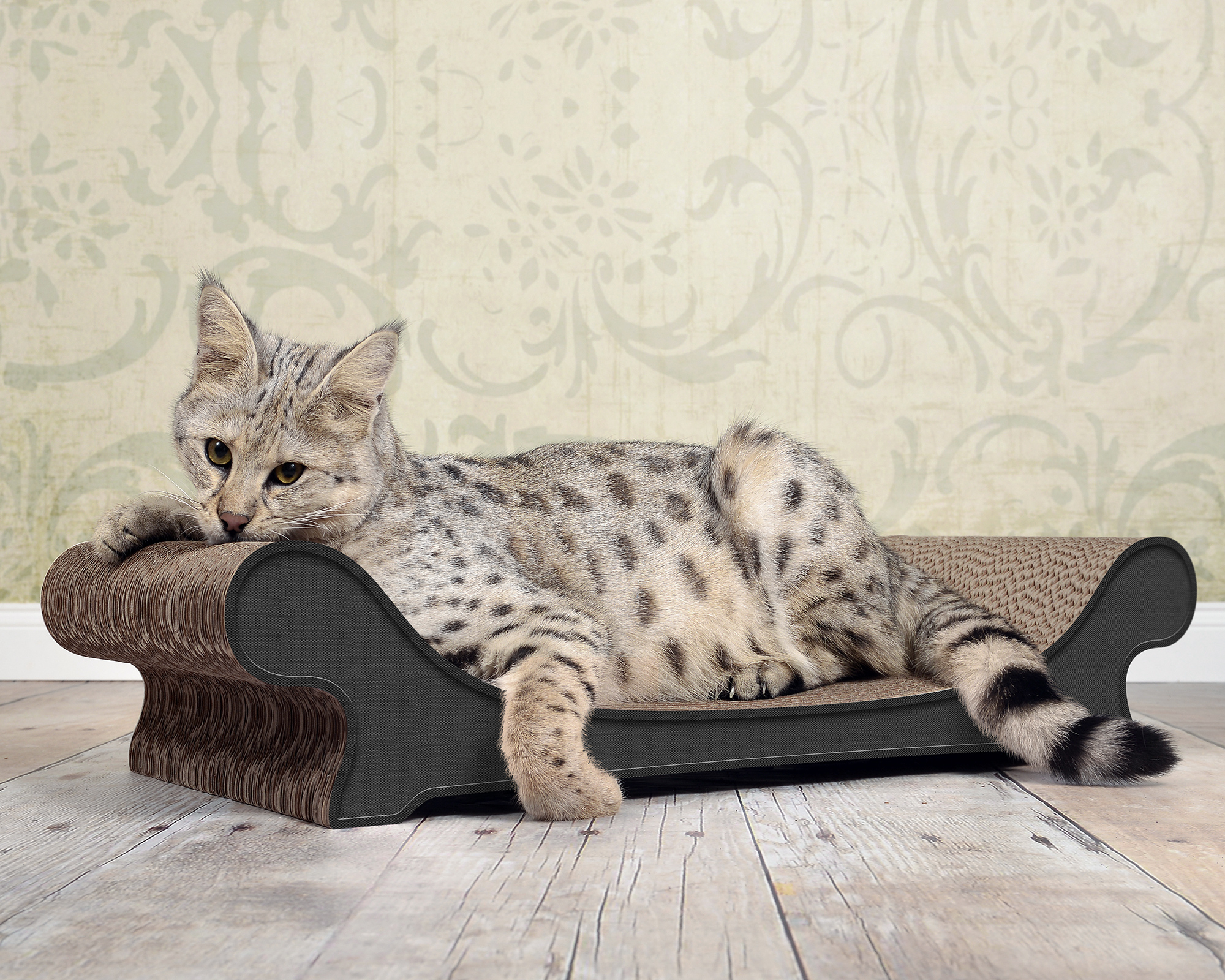 Katze ruht auf dem LE CANAPÉ PLUS Katzensofa in Anthrazit Katzenmoebel Wellpappe – hochwertiges Design aus deutscher Kratzpappe.