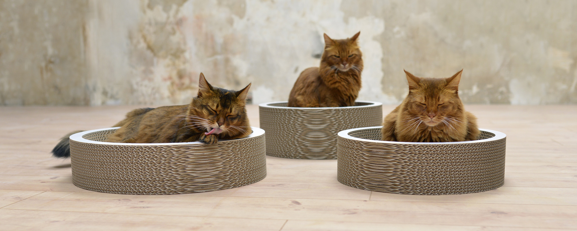 Chats dans des coupelles : Calme & Sérénité