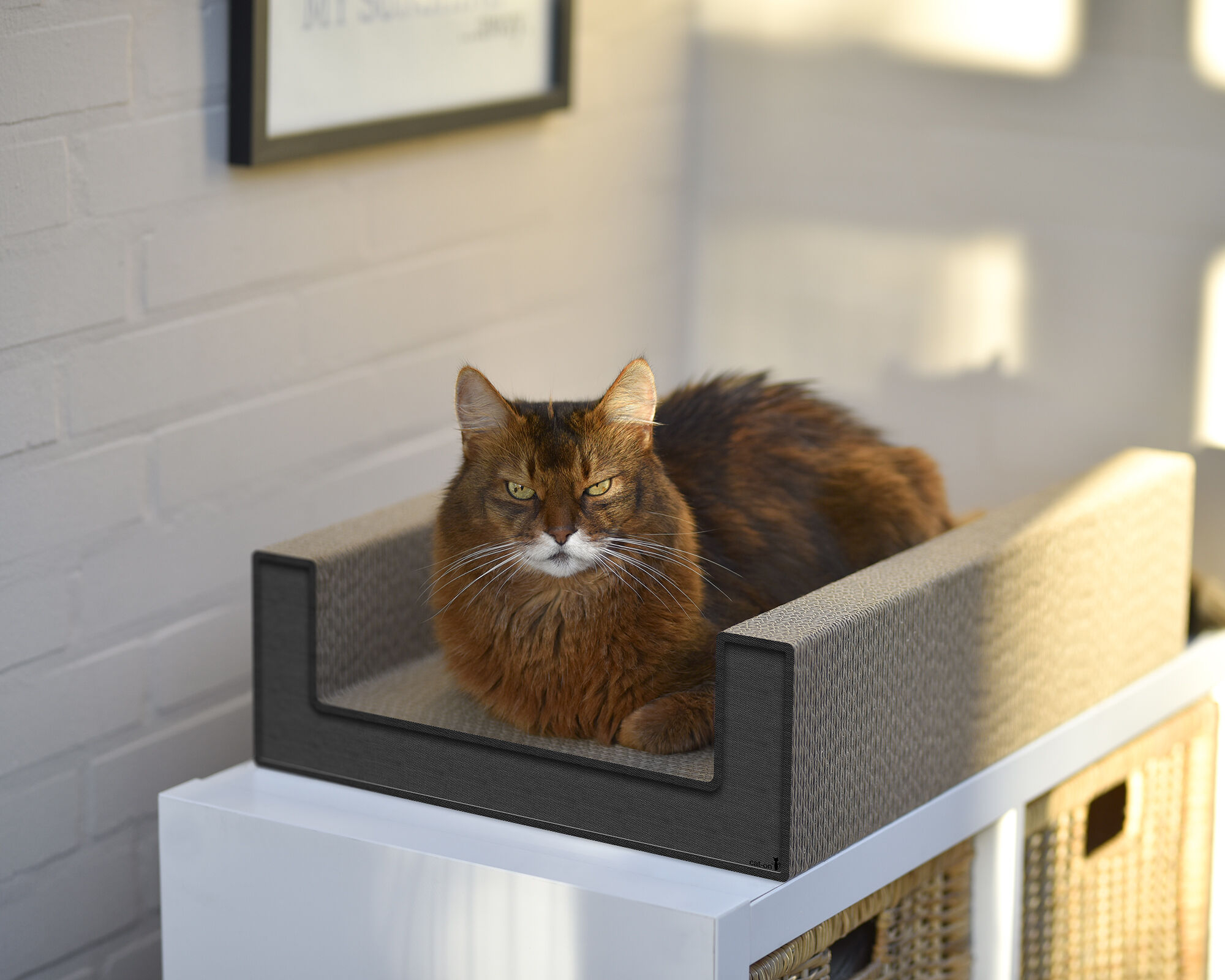 Katze auf PURRFECT SCRATCH LOUNGE – Designer Kratzbrett aus Pappe Eine Katze entspannt sich und kratzt auf der PURRFECT SCRATCH LOUNGE – ein modernes Designer-Kratzmöbel aus hochwertiger Wellpappe für Katzen.