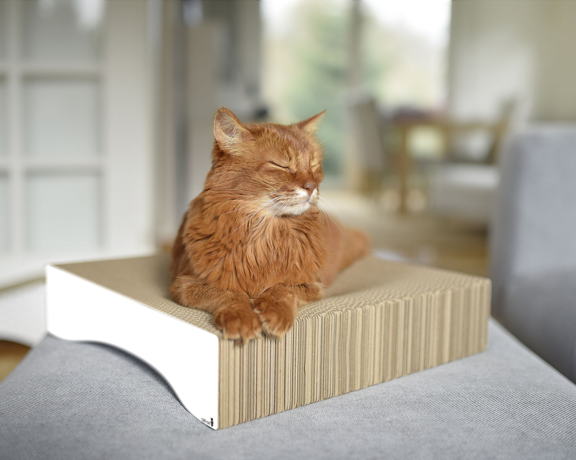 katzen-liege-mulde-pappe-le-moule-farbe-hochglanz-weiss-000x Katzenschale Le Moule M | Liegemulde für Katzen
