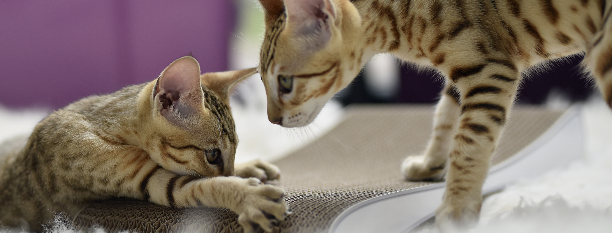 GRATTOIR JUNIOR, Kratzbrett  für Katzen, weiß, gestrichen (000x)