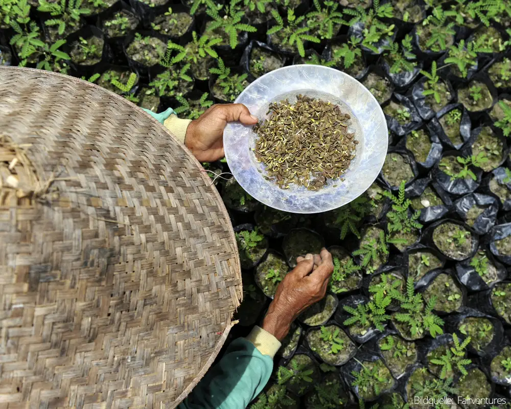 Umweltschutz Borneo Reisfeld Pflanzen werden gesäht