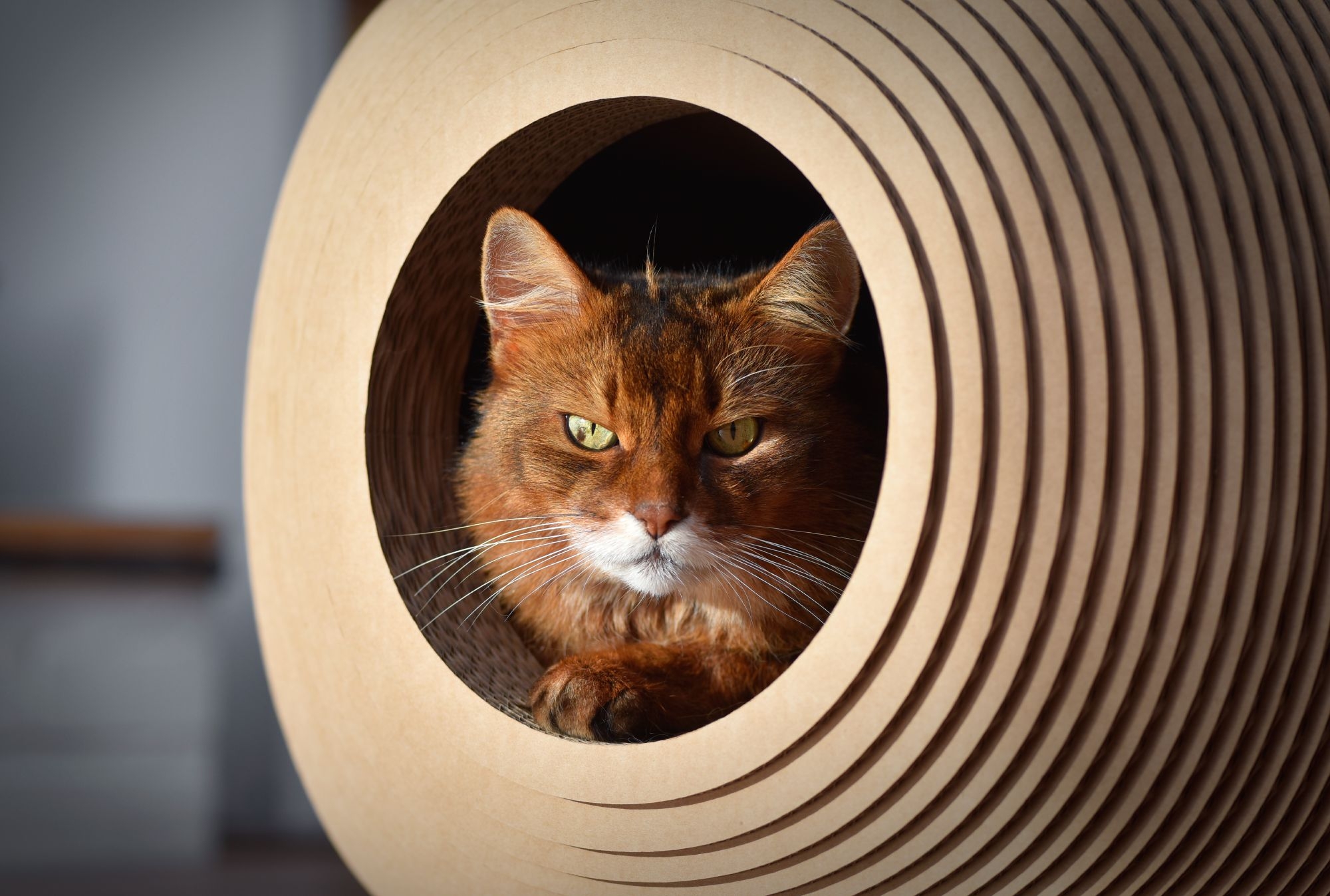 Elegance Meets Grumpy Cat: An Angry Look as Photographic Art in the Bille Cat Basket Elegance Meets Grumpy Cat: An Angry Look as Photographic Art in the Bille Cat Basket