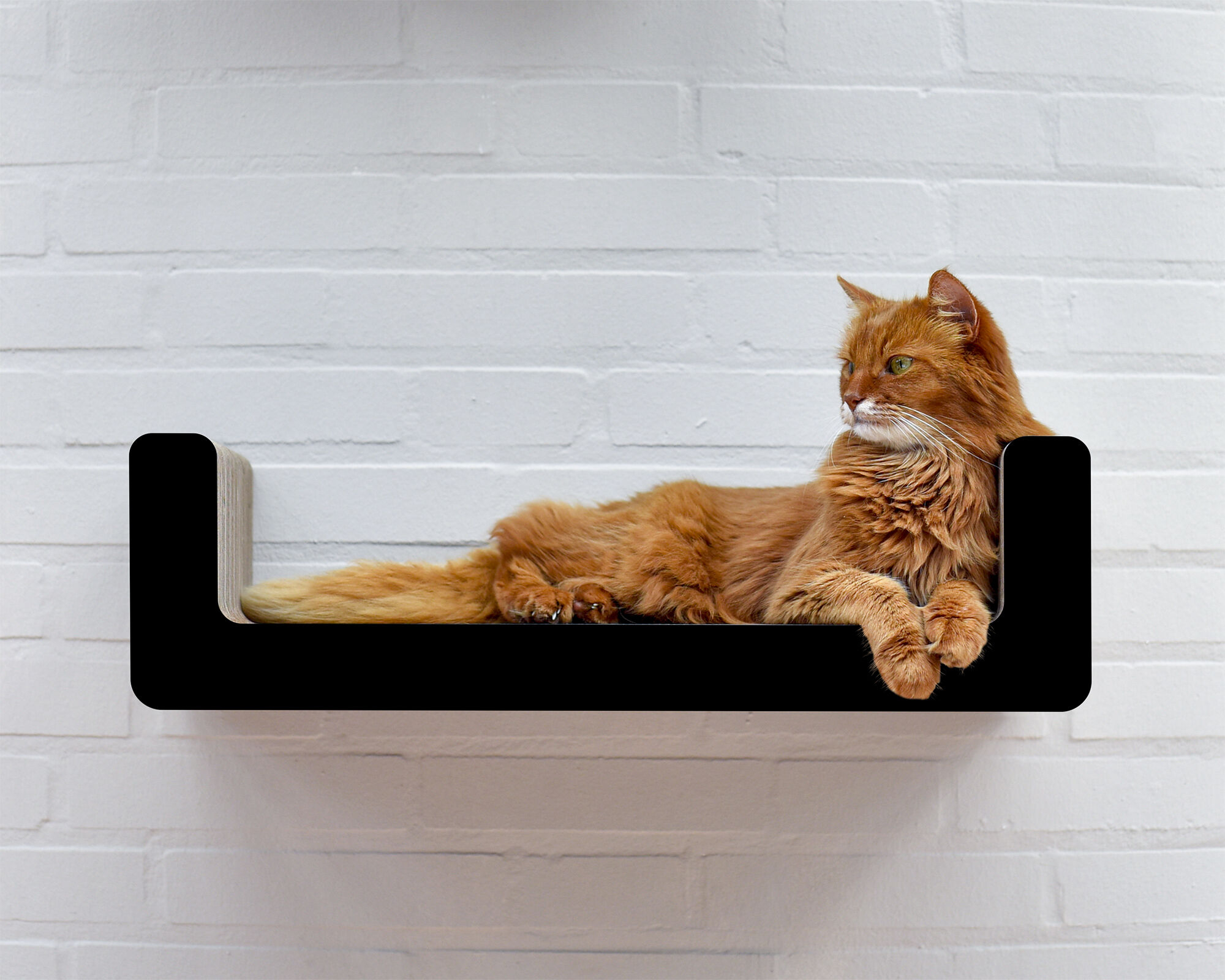 Katzenbilder-Serie #1: Katzen auf Wandkratzmöbeln | cat-on