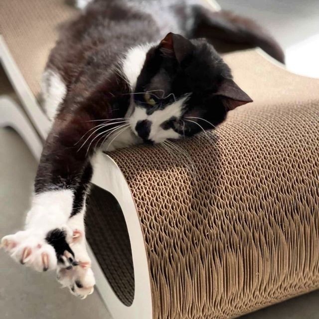 griffoir design en carton haute gamme CAT RACER L