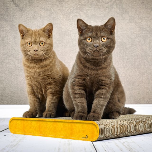 2 Katzen sitzen auf dem viereckigen Kratzbrett La Planche aus Wellpappe