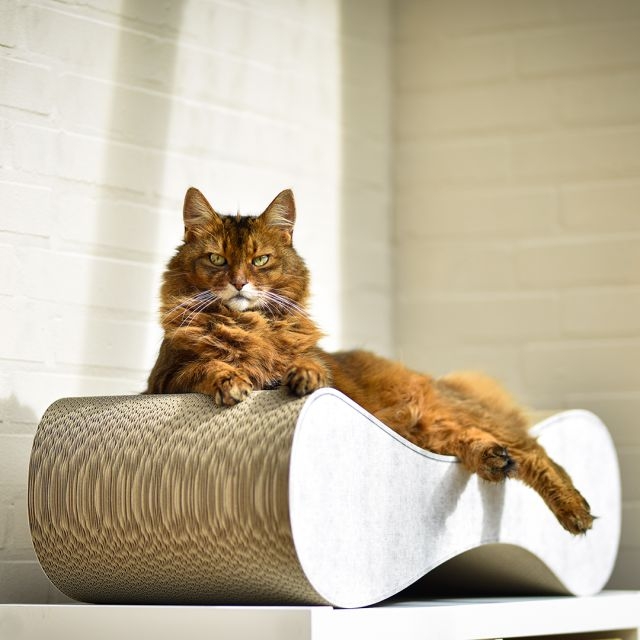 LE VER L 32 cm de large - un griffoir durable et écologique pour chats de toute taille